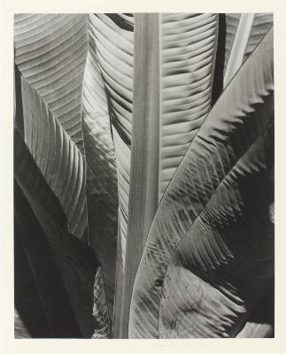 Imogen Cunningham : Example of work by the artist